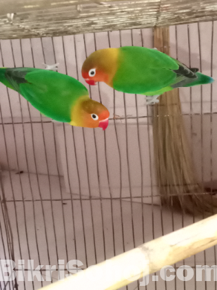 শখের (Love bird) পাখি বিক্রি করবো।